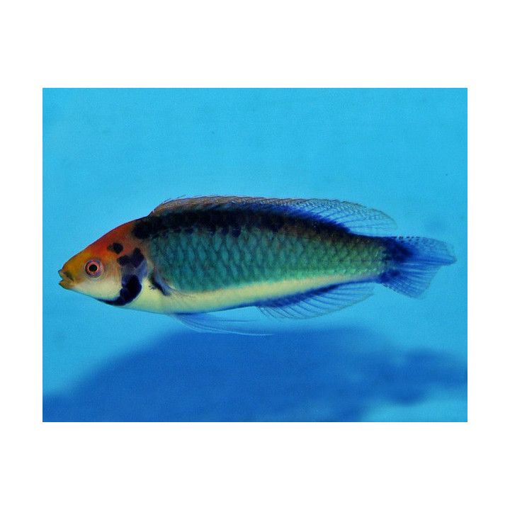 Cirrhilabrus aquarmarinus