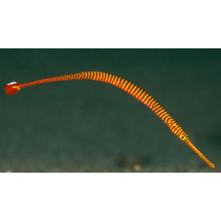 Dunckerocampus pessuliferus