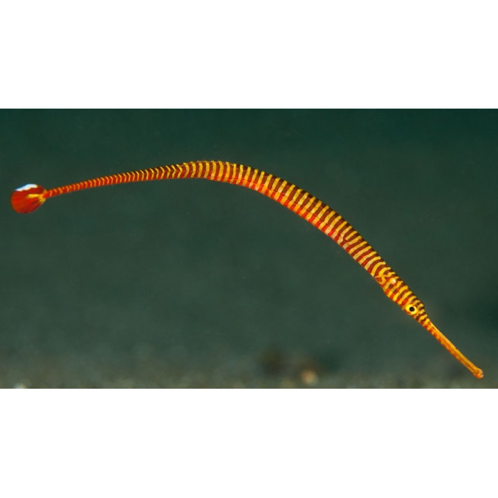 Dunckerocampus pessuliferus