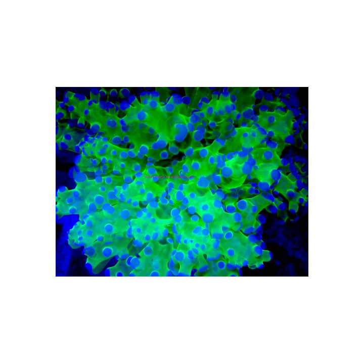 Euphyllia divisa WYSIWYG 03022026-2