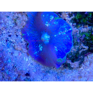 Discosoma sp. WYSIWYG 03022026-6