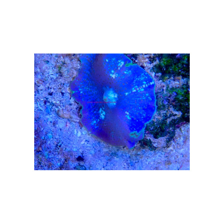 Discosoma sp. WYSIWYG 03022026-6