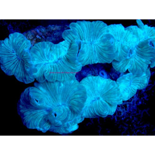 Nemenzophyllia turbida WYSIWYG 03022026-7