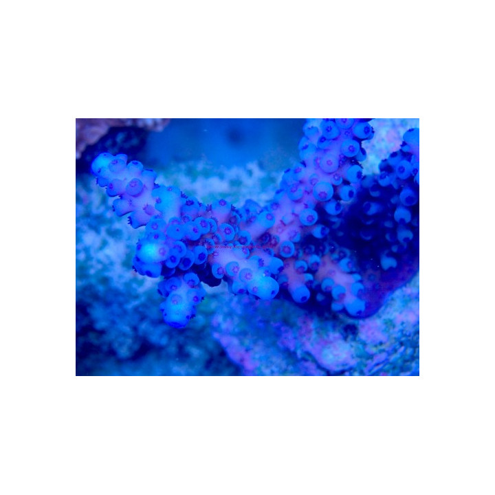Acropora gomezi WYSIWYG 03022026-11