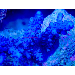 Acropora gomezi WYSIWYG 03022026-11