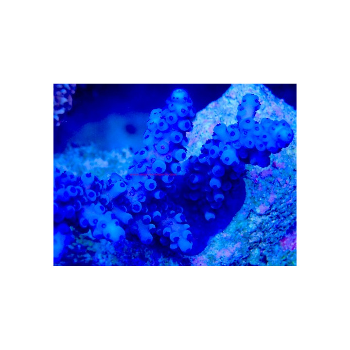 Acropora gomezi WYSIWYG 03022026-11