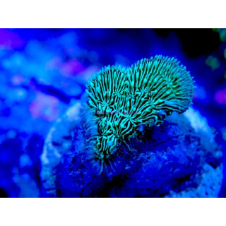 Pavona decussata wysiwyg 03022026-12