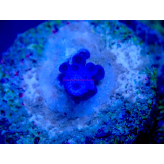 Acropora gomezi WYSIWYG 03022026-13