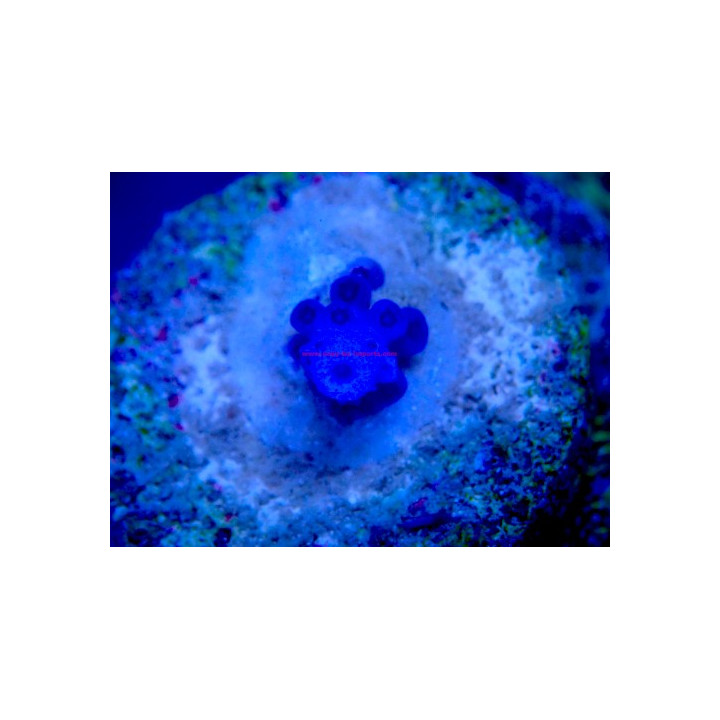Acropora gomezi WYSIWYG 03022026-13
