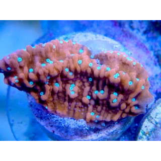 Montipora sp. WYSIWYG 03022026-14