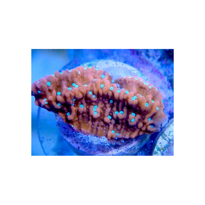 Montipora sp. WYSIWYG 03022026-14