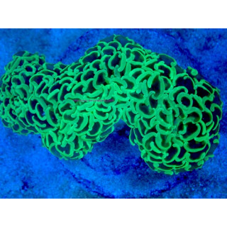Euphyllia ancora WYSWIYG 03022026-15