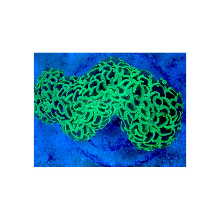 Euphyllia ancora WYSWIYG 03022026-15