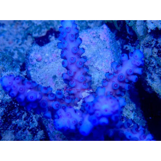 Acropora gomezi WYSIWYG 03022026-16