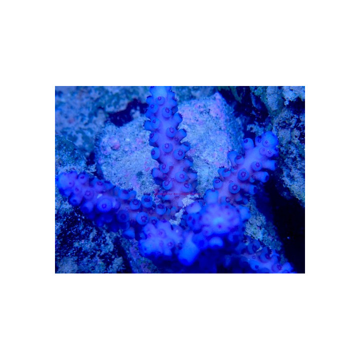 Acropora gomezi WYSIWYG 03022026-16
