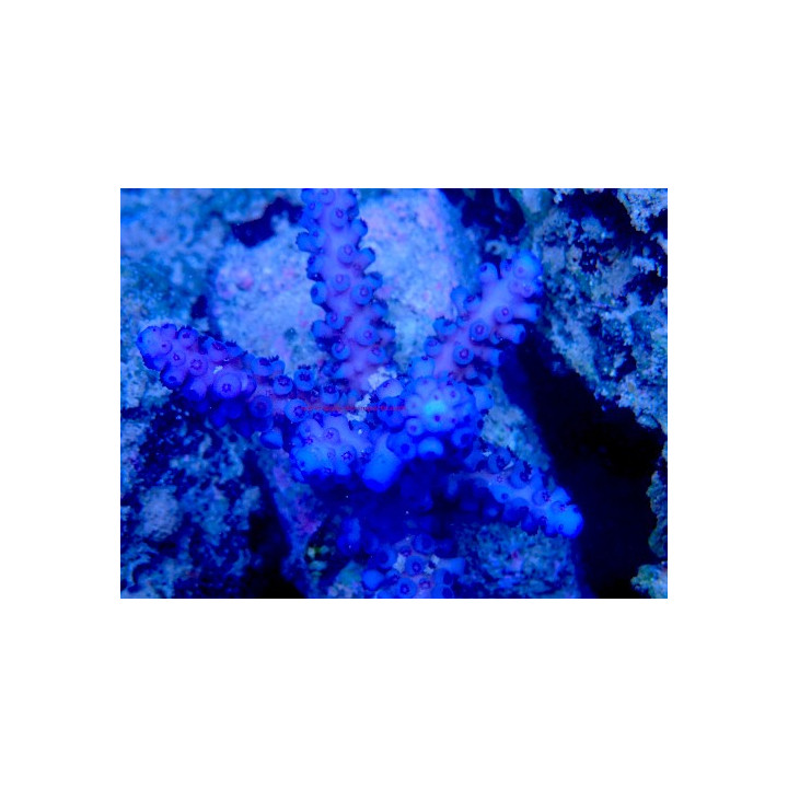 Acropora gomezi WYSIWYG 03022026-16