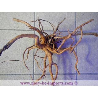 Racine araignée Taille XL