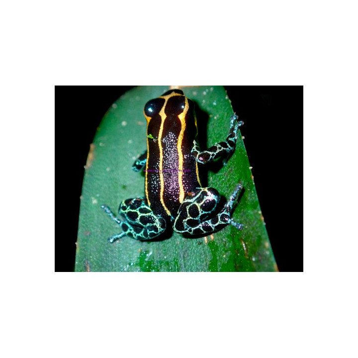 Ranitomeya imitator Yurimaguensis
