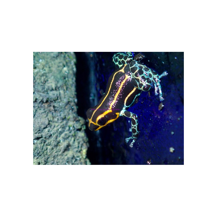 Ranitomeya imitator Yurimaguensis
