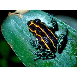 Ranitomeya imitator Yurimaguensis