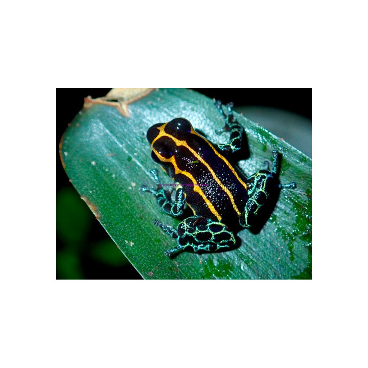 Ranitomeya imitator Yurimaguensis