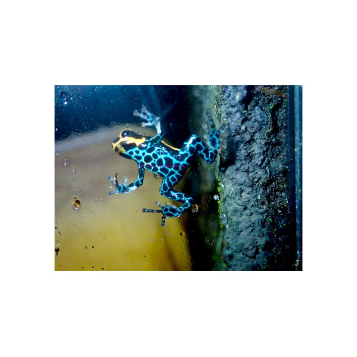 Ranitomeya imitator Yurimaguensis