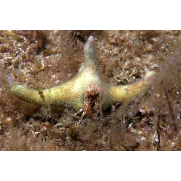 Manucomplanus varians 