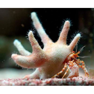 Manucomplanus varians 