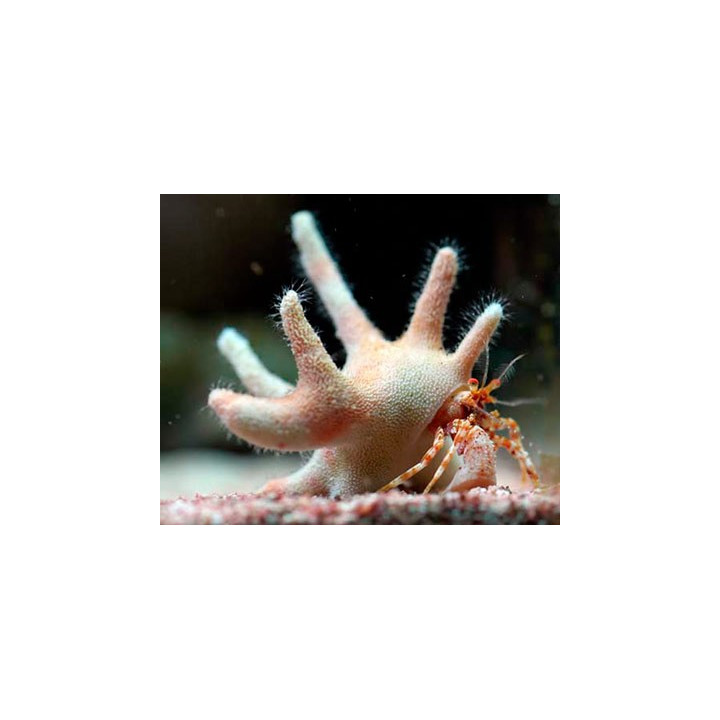 Manucomplanus varians 
