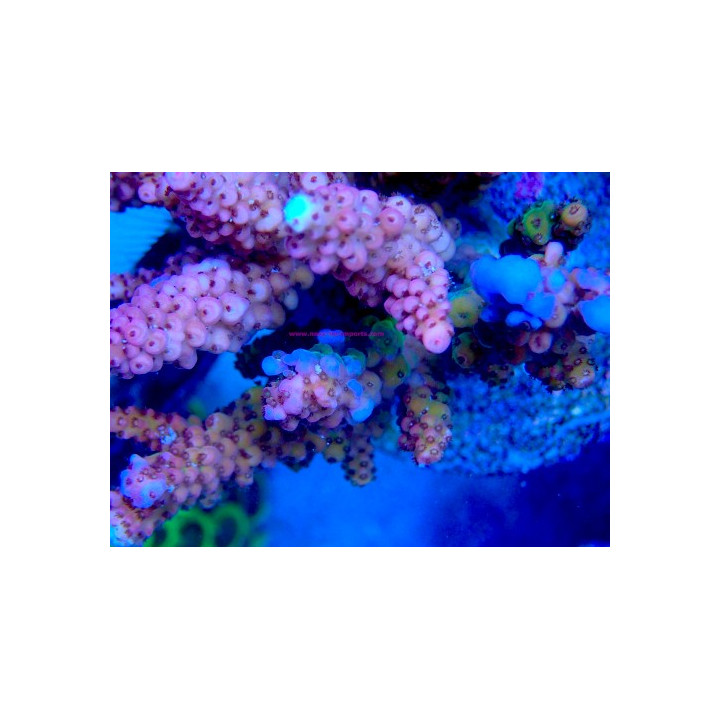 Acropora verweyi
