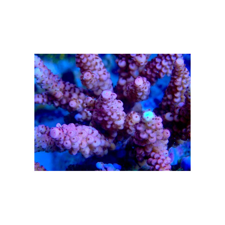 Acropora verweyi