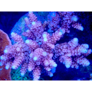 Acropora verweyi