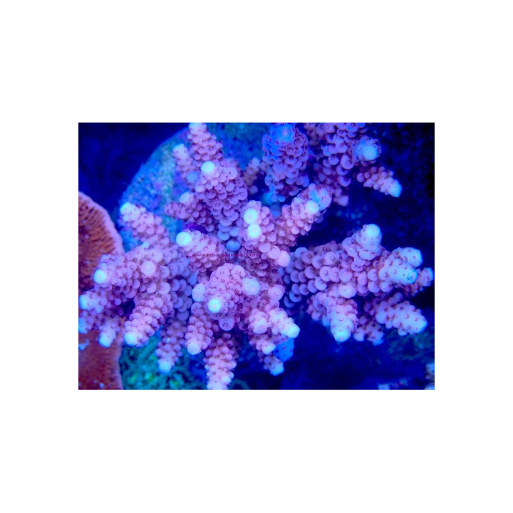 Acropora verweyi