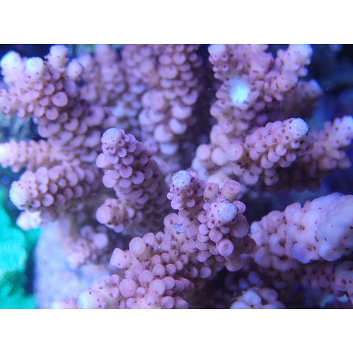 Acropora verweyi