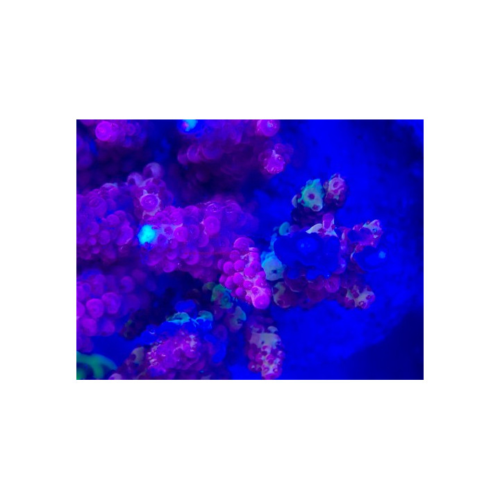Acropora verweyi