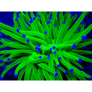 Euphyllia glabrescens WYSIWYG 07032026-1