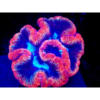 Trachyphyllia sp. WYSIWYG 07032026-3