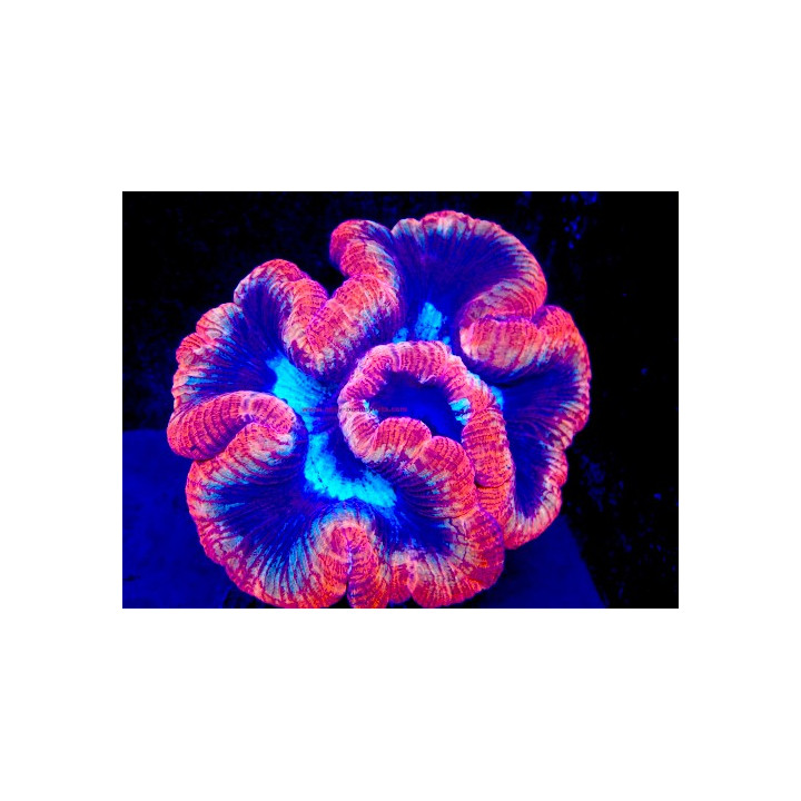 Trachyphyllia sp. WYSIWYG 07032026-3