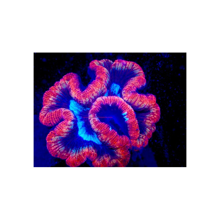 Trachyphyllia sp. WYSIWYG 07032026-3