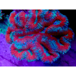 Lobophyllia sp. WYSIWYG 07032026-8