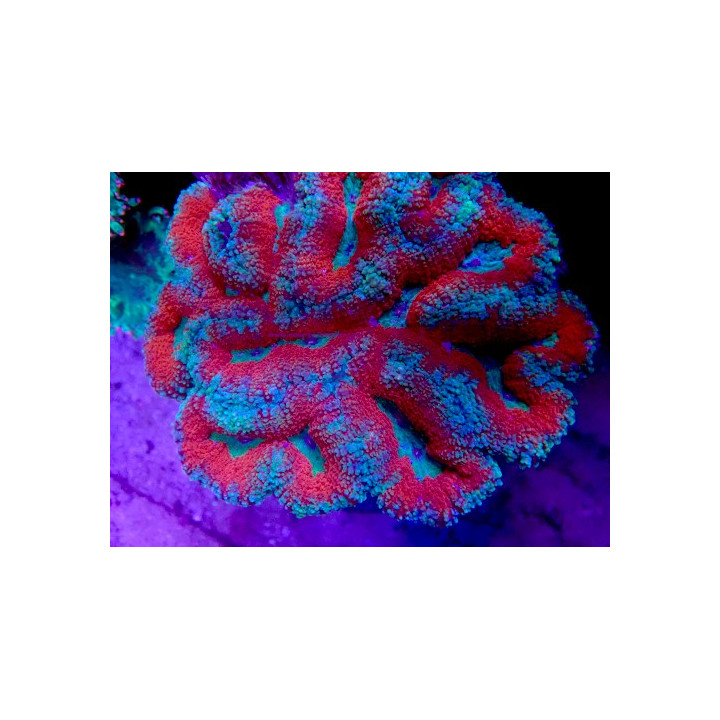 Lobophyllia sp. WYSIWYG 07032026-8
