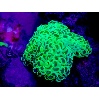 Euphyllia ancora WYSIWYG 07032026-9