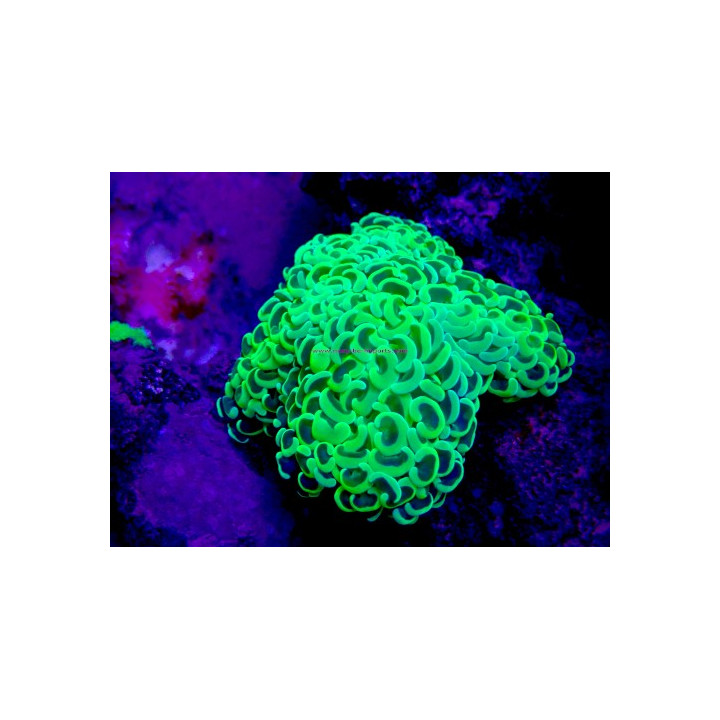 Euphyllia ancora WYSIWYG 07032026-9