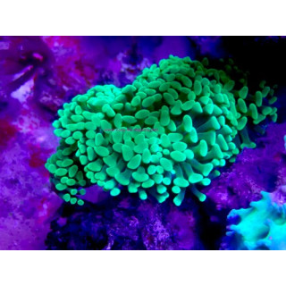 Euphyllia cristata WYSIWYG 07032026-10