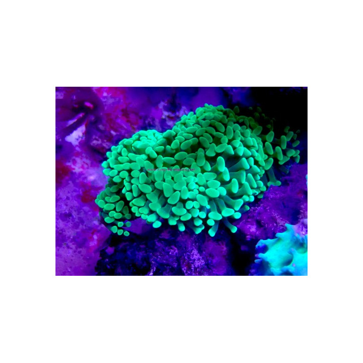 Euphyllia cristata WYSIWYG 07032026-10