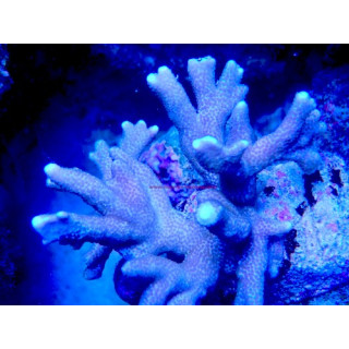 Montipora digitata WYSIWYG 07032026-12