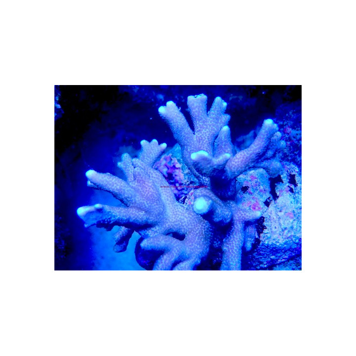 Montipora digitata WYSIWYG 07032026-12