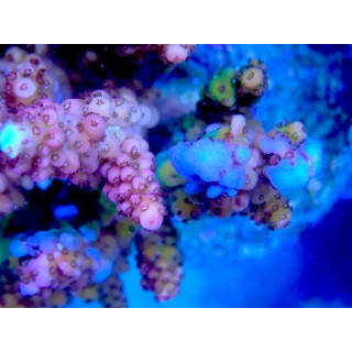 Acropora verweyi WYSIWYG 07032026-14