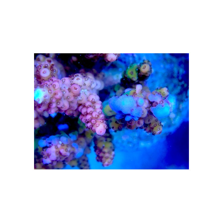 Acropora verweyi WYSIWYG 07032026-14