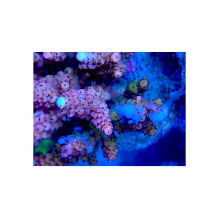 Acropora verweyi WYSIWYG 07032026-14